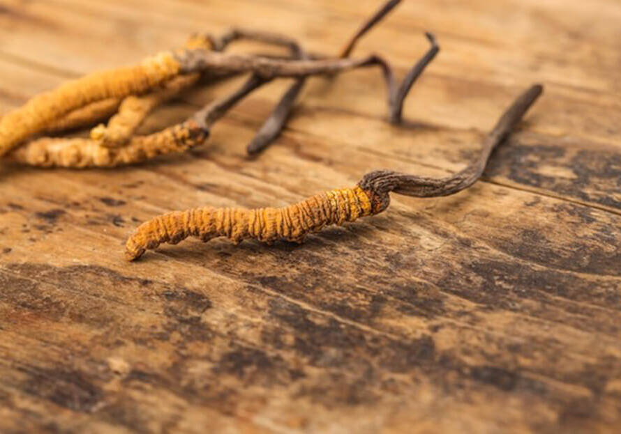 Cordyceps Sinensis