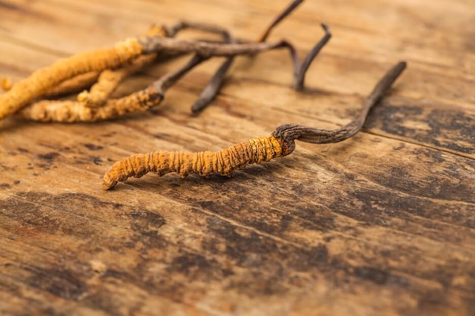 Cordyceps Sinensis