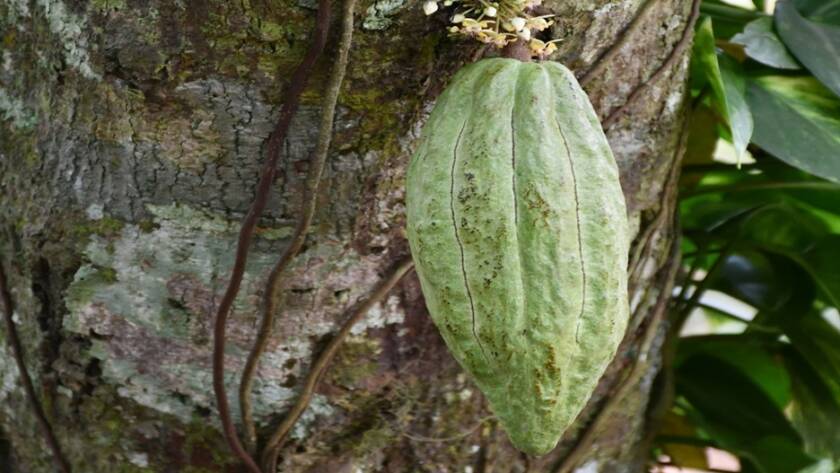 Cacao Alzheimer y DMII