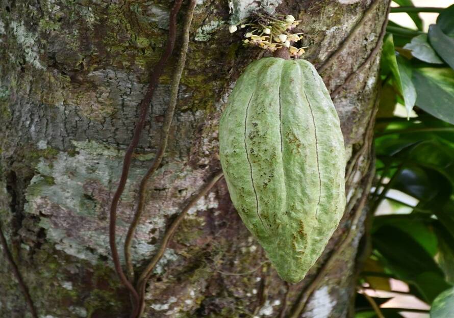 Cacao Alzheimer y DMII