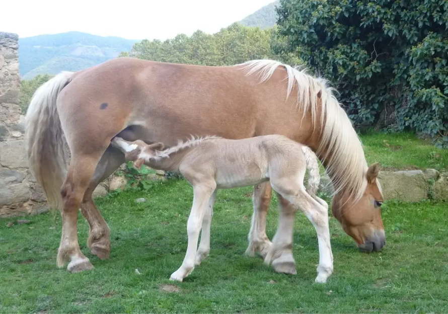 Leche de yegua