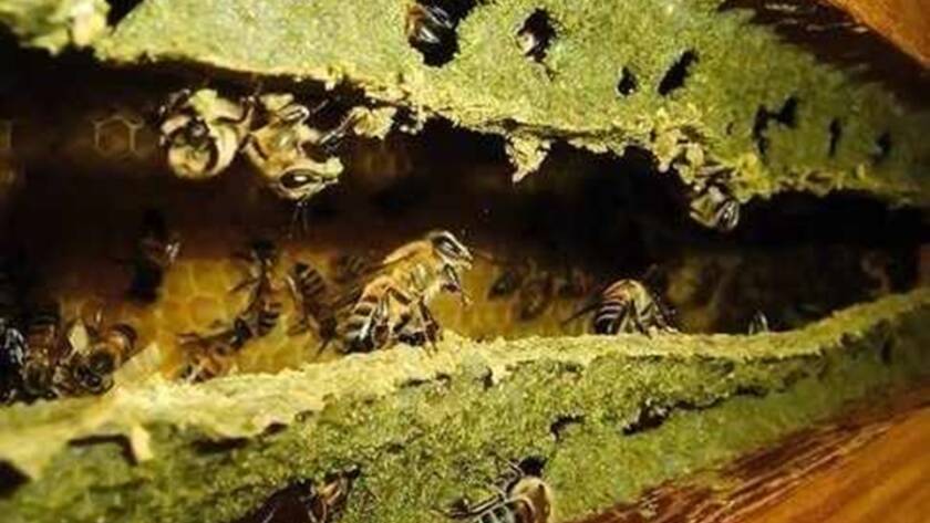 Propolis Verde