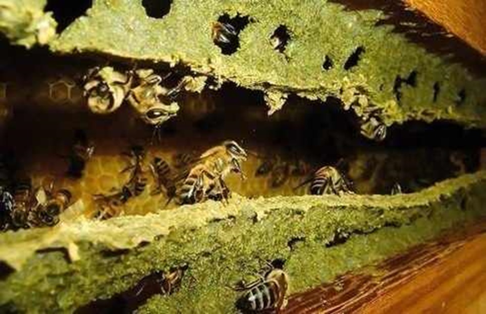 Propolis Verde