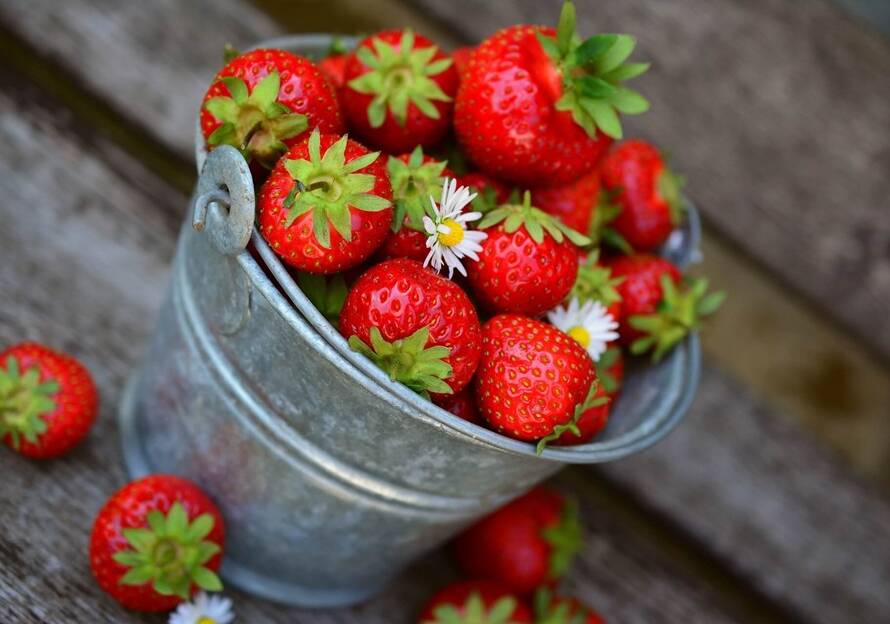 Las fresas en un proceso oncológico