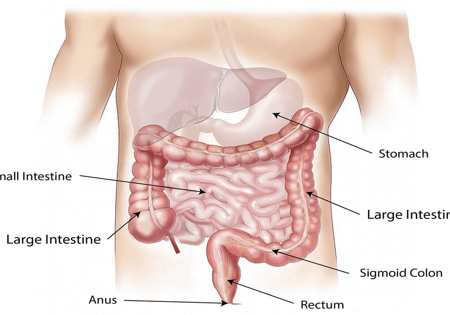 Cáncer de estómago